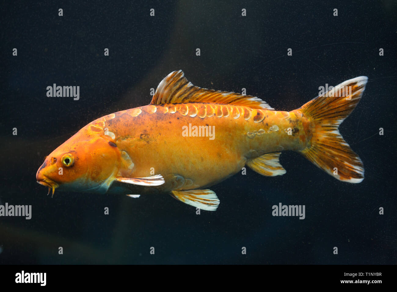 Koi Karpfen (Cyprinus rubrofuscus), auch als die Japanische zier Karpfen bekannt. Stockfoto