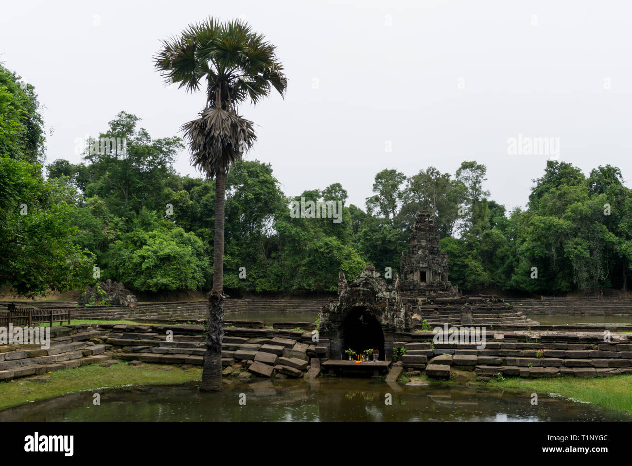 Palmen wachsen in den Teich ordentlich die Jayatataka Ort an der Angkor archäologische Stätte Stockfoto