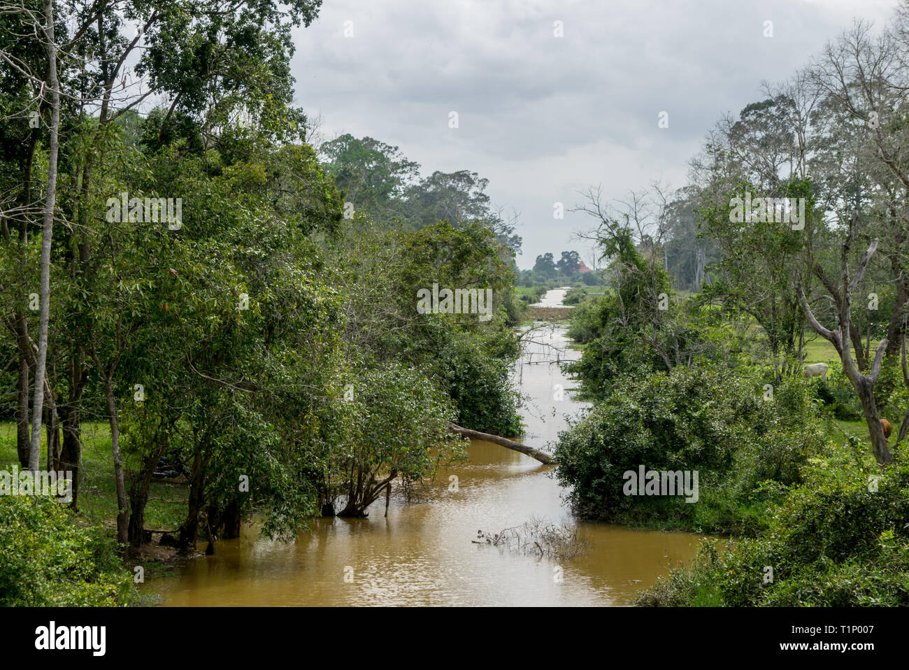 Kleinen tropischen Fluss in Kambodscha Stockfoto