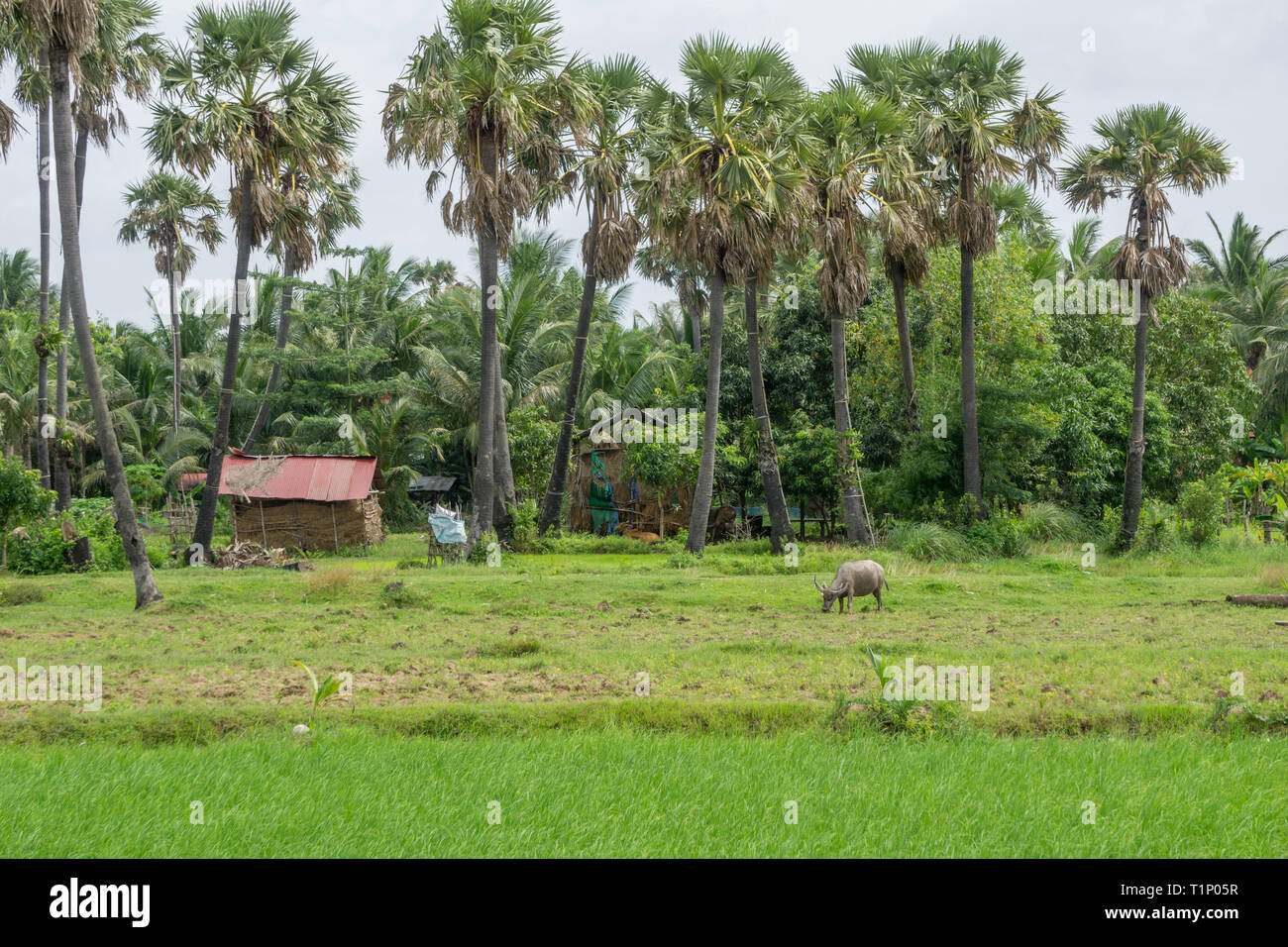 Ein Büffel grasen friedlich am Rand des Dorfes in der malerischen Landschaft Asiens Stockfoto