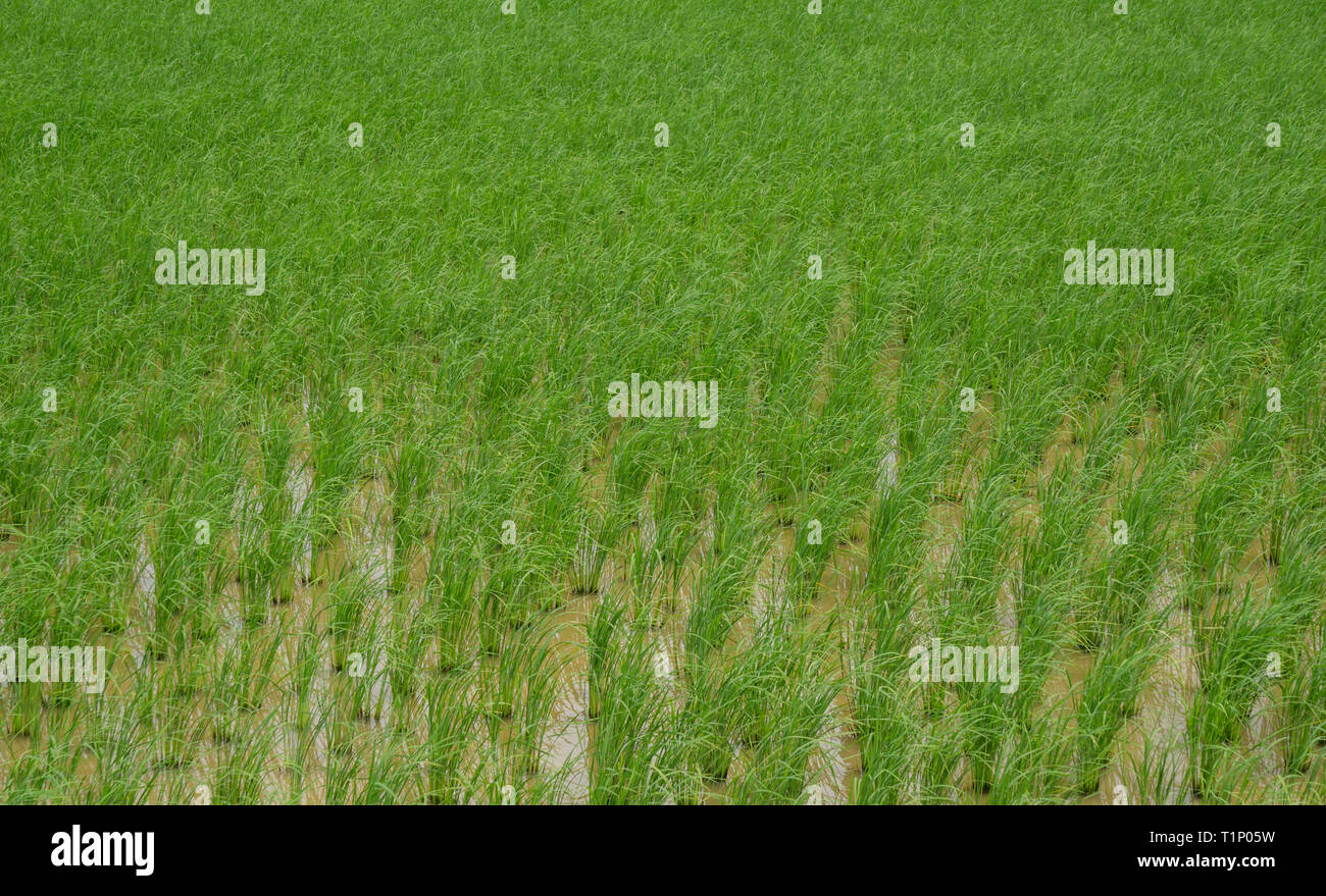 Dichtes, frisches Grün Reis in einem überschwemmten Paddy Stockfoto