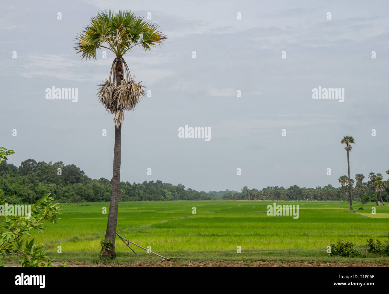 Traditionelle asiatische landwirtschaftliche Werkzeuge stützte sich auf eine Palme mit großen Reisfelder im Hintergrund Stockfoto