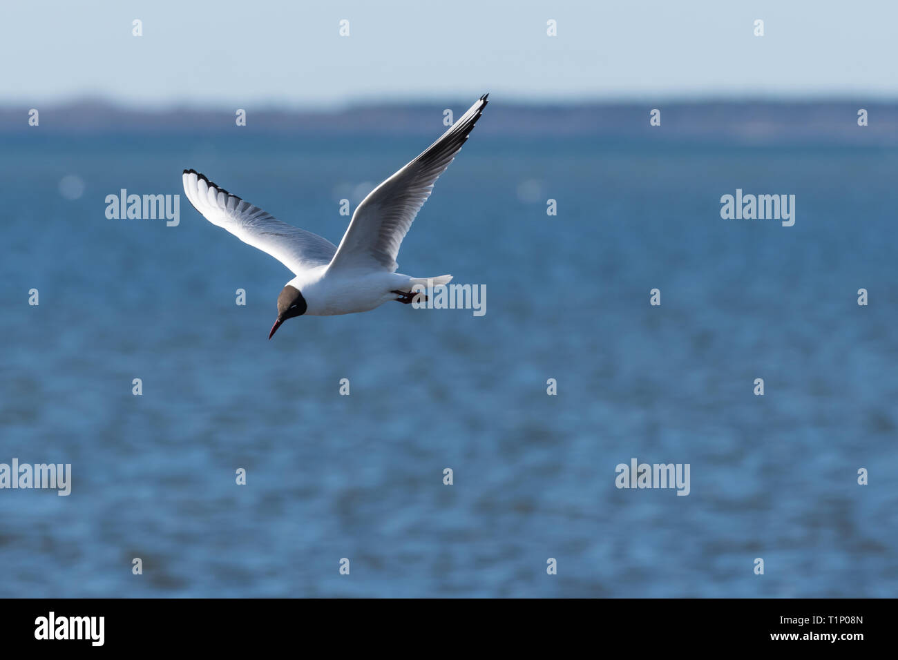 Schöne schwarze Möwe, Chroicocephalus ridibundus, im eleganten Flug über blaue Wasser geleitet Stockfoto