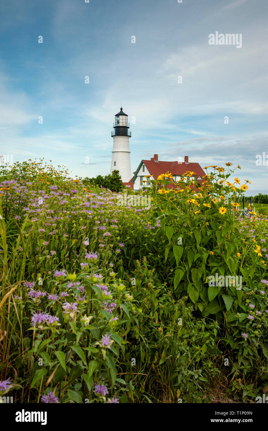 Wildblumen vor Portland Head Lighthouse, im Fort Williams Park, in Maine. Die Rundumleuchte ist der älteste Leuchtturm in Neu-England. Stockfoto