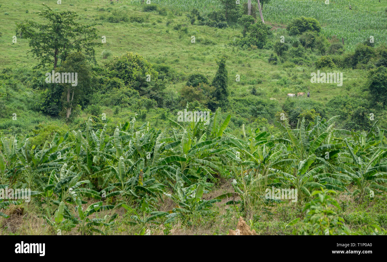 Bananenstauden mit riesigen Blätter in den Vordergrund mit einem asiatischen Mann sein Vieh home im Hintergrund sichtbar Stockfoto