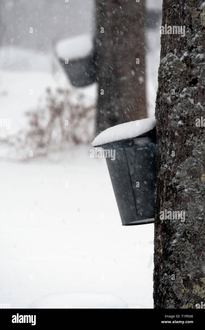 Mit altmodischen Ahorn Eimer sap Ahornsirup während eines Schneesturms in Neu-England zu sammeln. Stockfoto