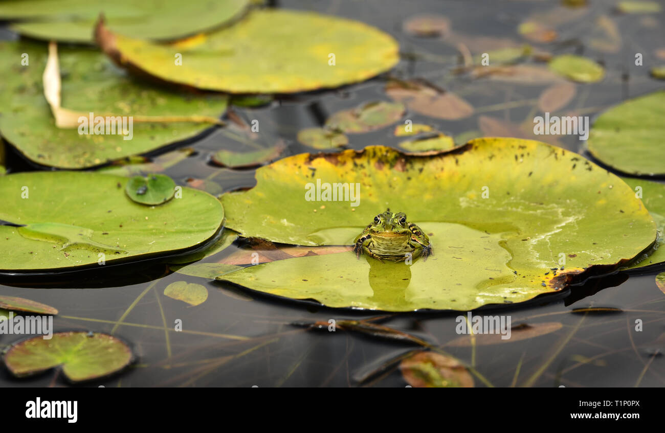 Edible frog Fotos und Bildmaterial in hoher Auflösung Alamy