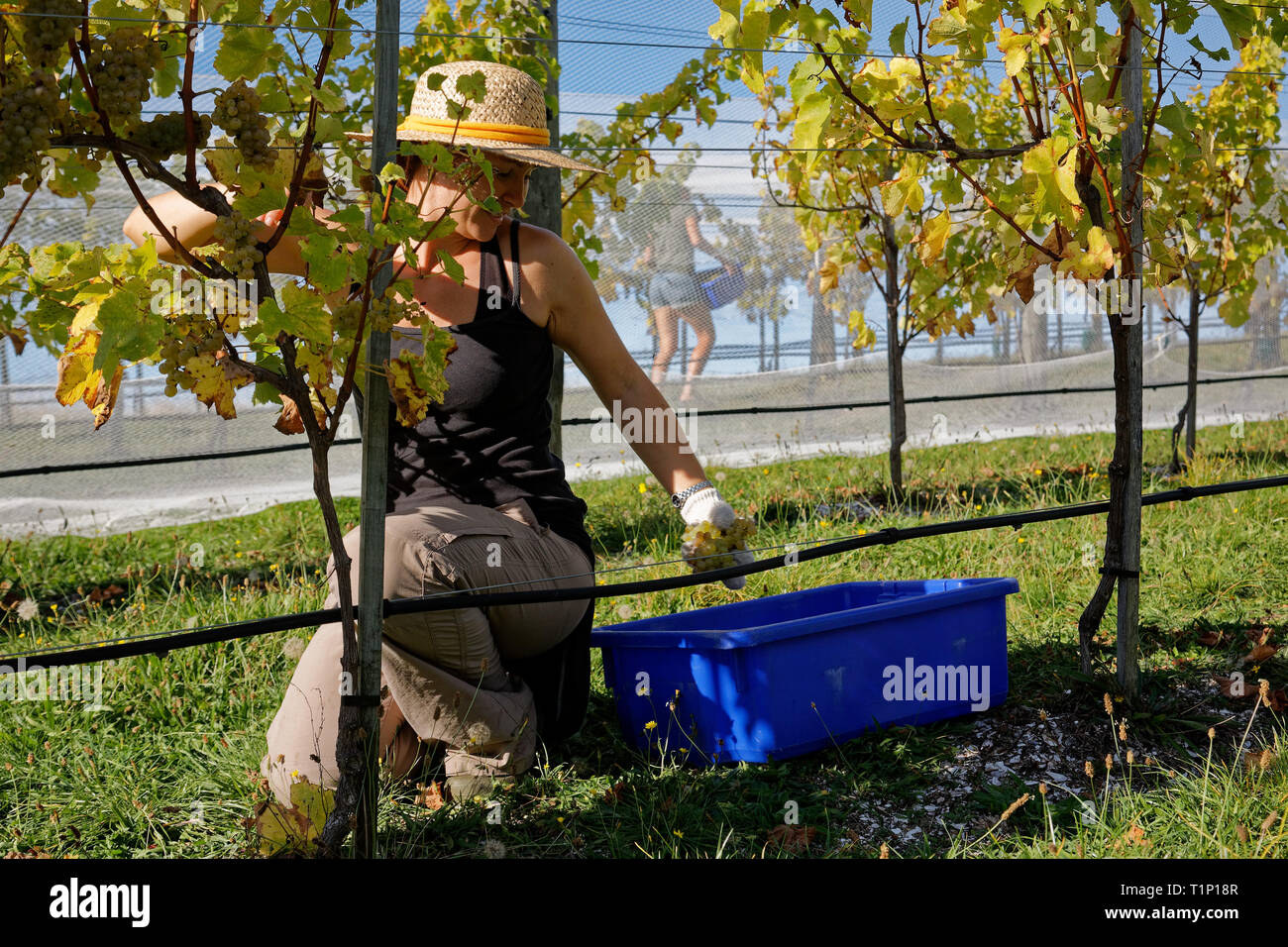 Mädchen in einem strohhut Kommissionierung Trauben, Marlborough, Neuseeland. Stockfoto