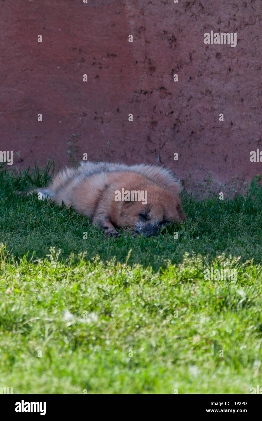 Einen kleinen Hund wie Fuchs schlafend im Schatten der Roten Wand an einem Frühlingstag. Stockfoto