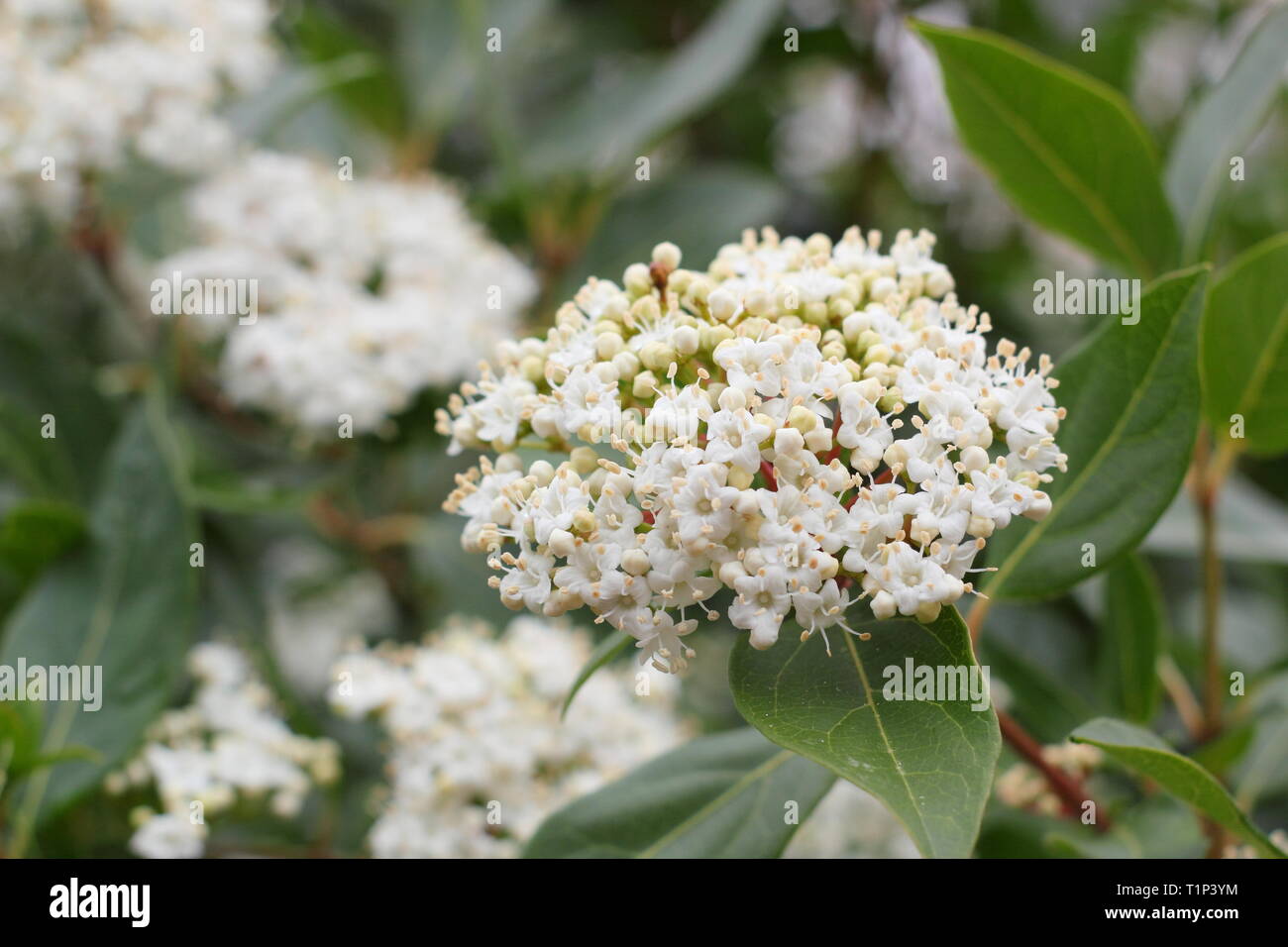 Viburnum tinus 'French White'. Cluster von Blumen auf wiinter blühend Viburnum 'French White' März ' y, UK. Hauptversammlung Stockfoto