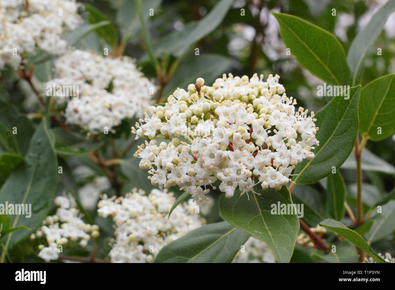 Viburnum tinus 'French White'. Cluster von Blumen auf wiinter blühend Viburnum 'French White' März ' y, UK. Hauptversammlung Stockfoto