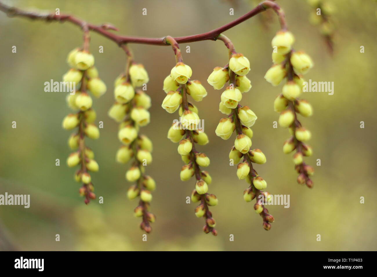 Stachyurus Beurre. Steif hängenden Blütentrauben der Frühen stachyurus Blüte im Frühjahr, Großbritannien. Auch Spiketail genannt. Hauptversammlung Stockfoto