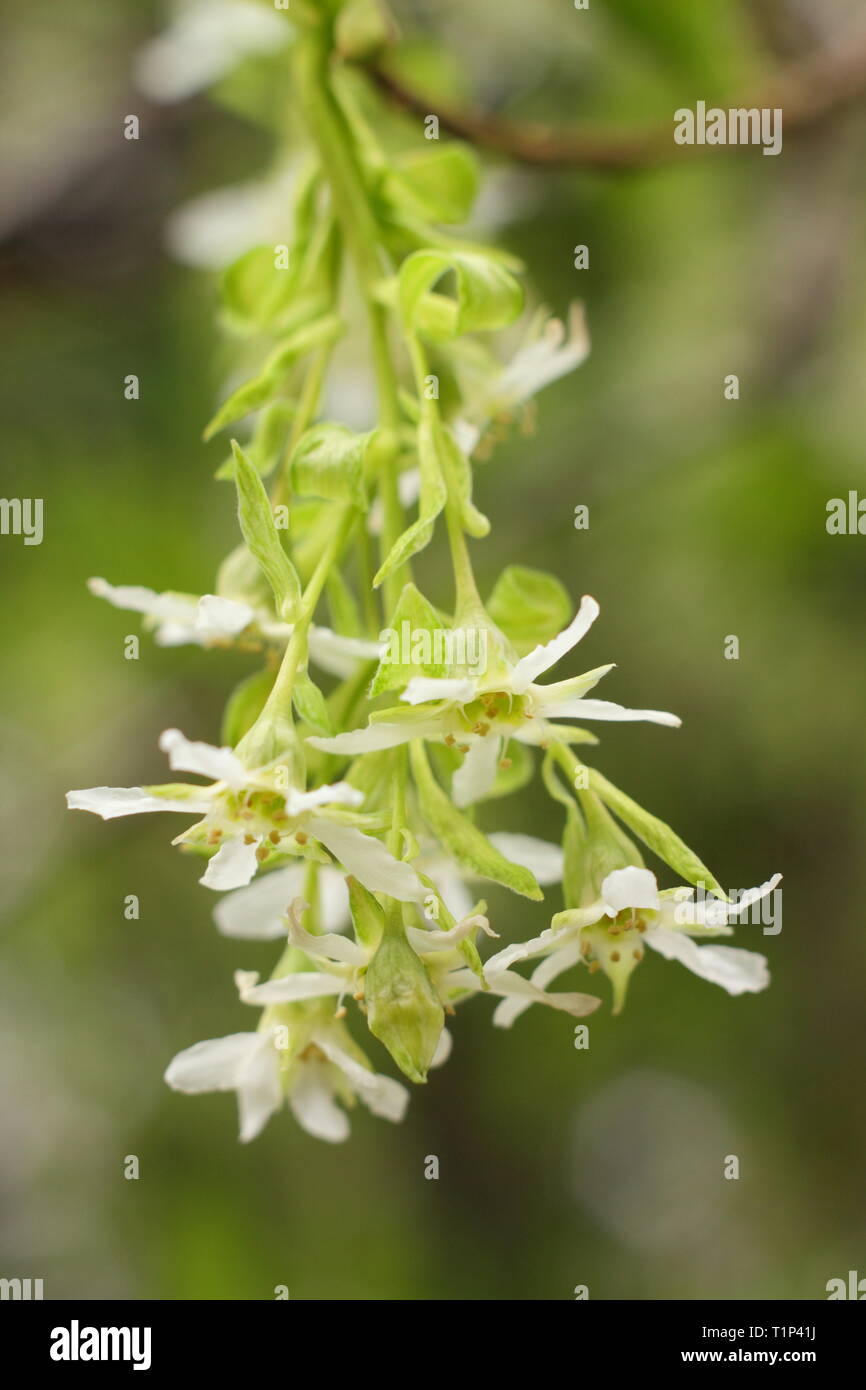 Oemleria cerasiformis. Blüten der indischen Pflaume, eine wuchernde laubabwerfende Strauch, Blüte im Frühjahr, Großbritannien. Auch als Oso berry Stockfoto