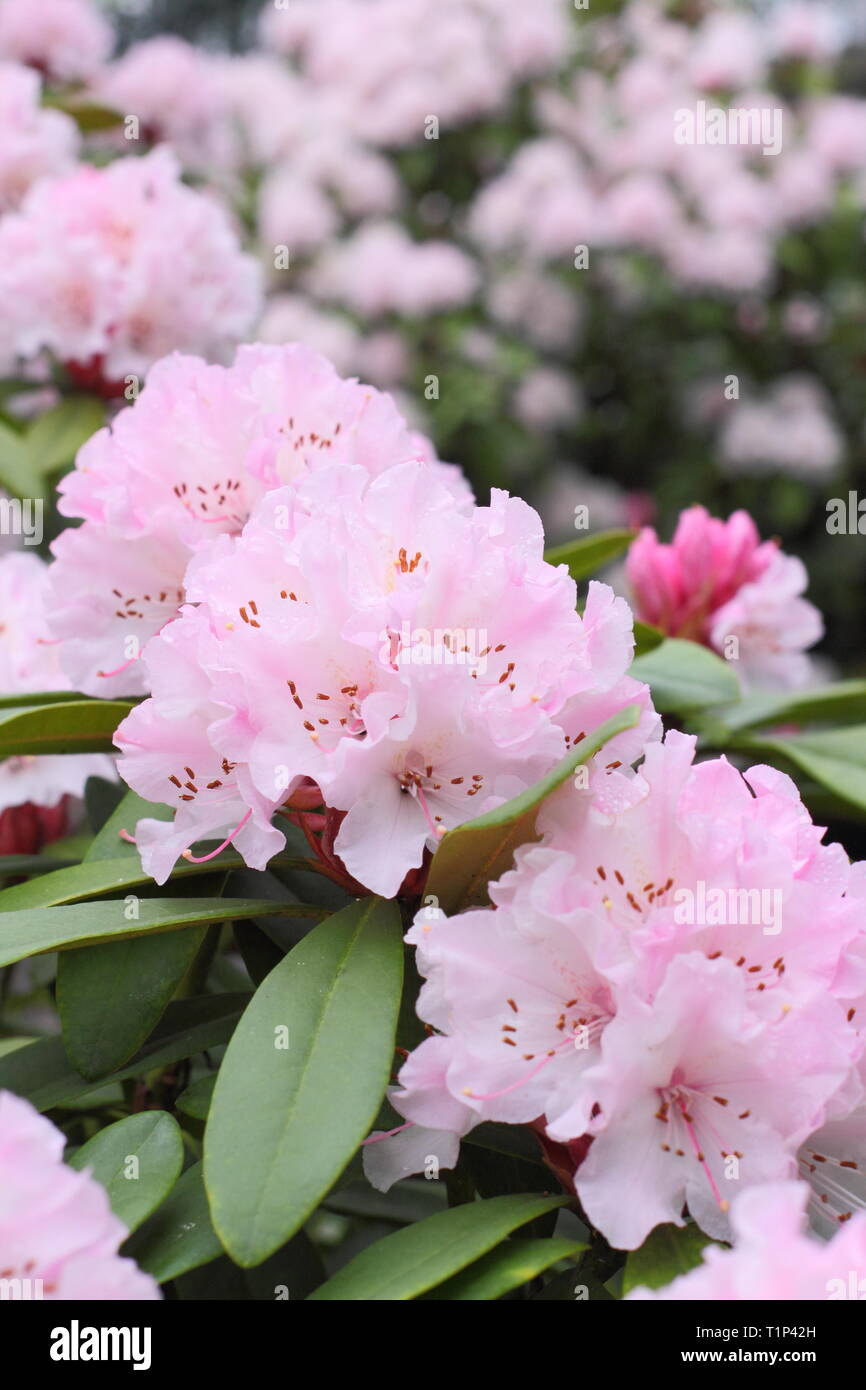 Rhododendron Weihnachtsatmosphäre. Auffällige Blüte der Rhododendron Weihnachtsatmosphäre im frühen Frühjahr, UK. Hauptversammlung Stockfoto