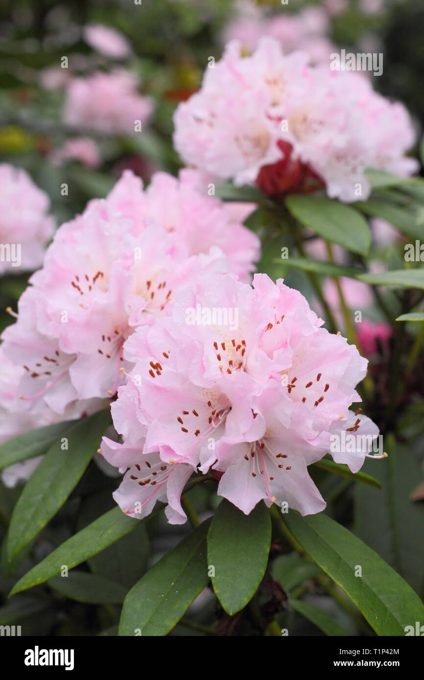 Rhododendron Weihnachtsatmosphäre. Auffällige Blüte der Rhododendron Weihnachtsatmosphäre im frühen Frühjahr, UK. Hauptversammlung Stockfoto