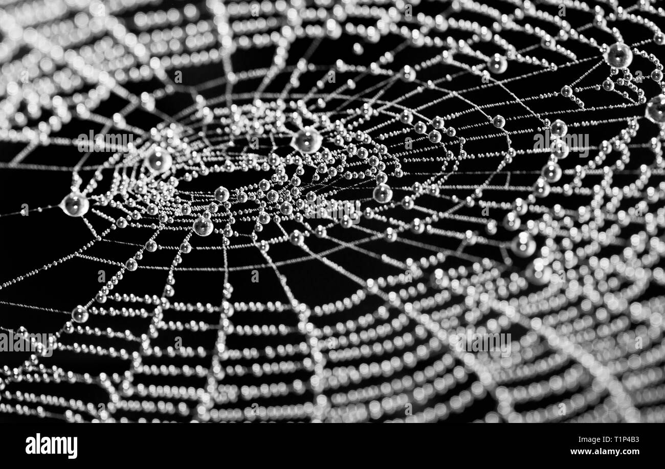 Künstlerische Spinnennetz. Glitzernde Tautropfen. Schwarz und Weiß. Bokeh. Abstrakte nass Cobweb. Silber Perlen aus Wassertröpfchen. Melancholisch spiderweb Detail. Stockfoto