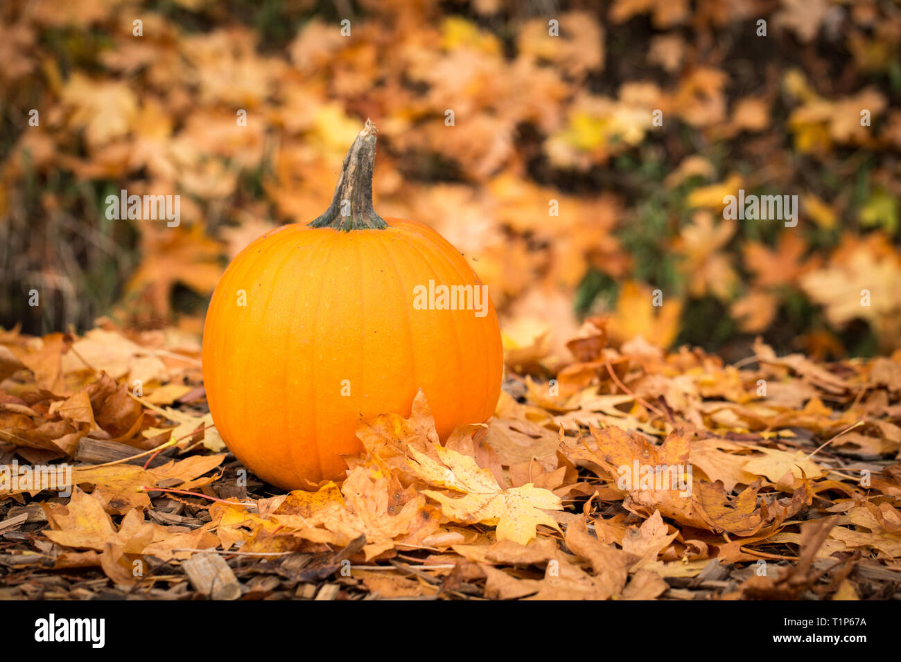 Orange Kürbis im Wald Stockfoto