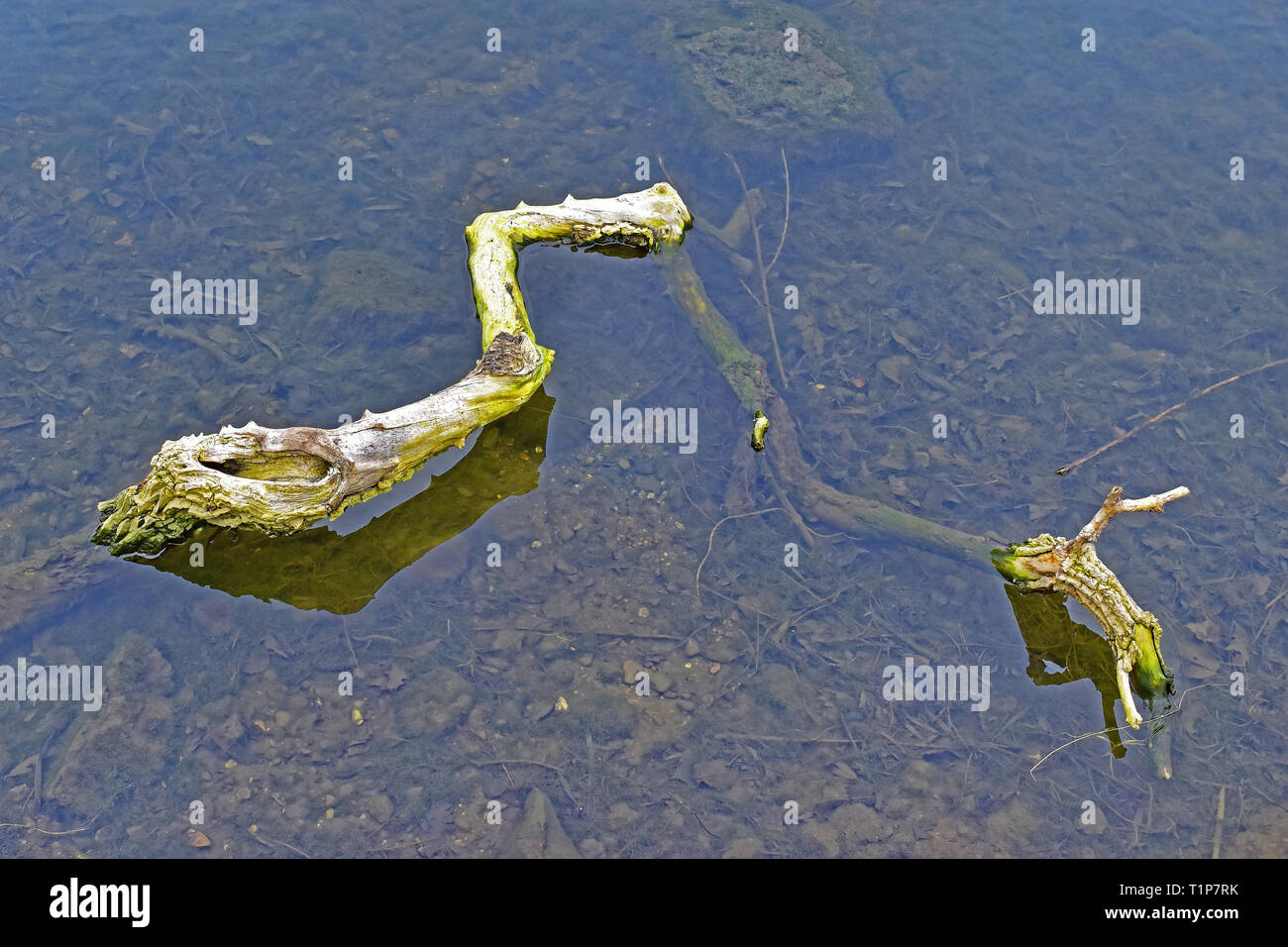 Gefallenen Ast in kleinen Teich Stockfoto