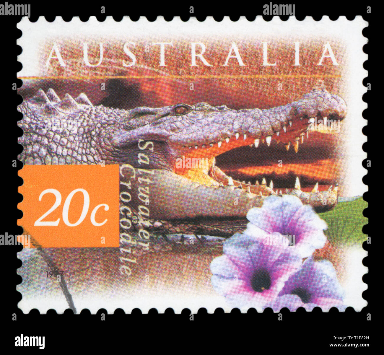 Australien - ca. 1997: einen Stempel in den Australien gedruckten zeigt Salzwasser Krokodil und Kangkong Blume, Crocodylus Porosus, circa 1997. Stockfoto