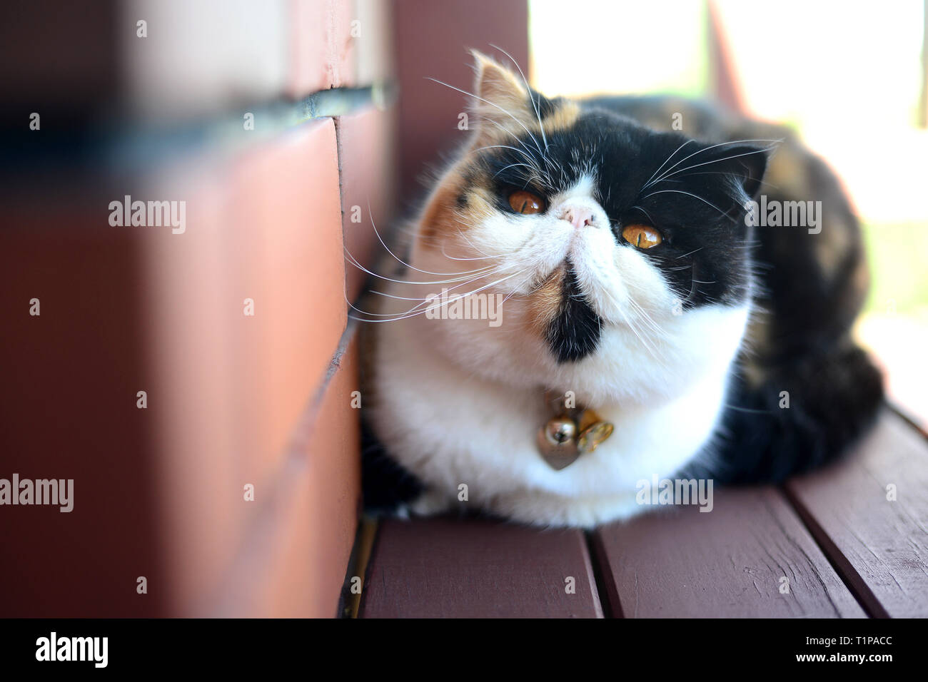 Soffie die Katze liegt auf dem Balkon Neben einer Mauer, Sie ist eine persische exotische Stockfoto