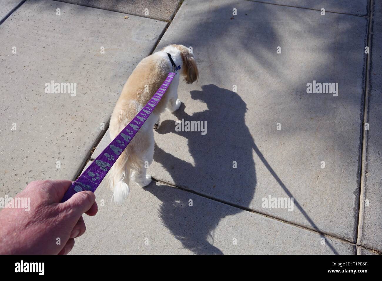 Ein Hund geht für einen Spaziergang, während das Tragen einer Leine. Stockfoto