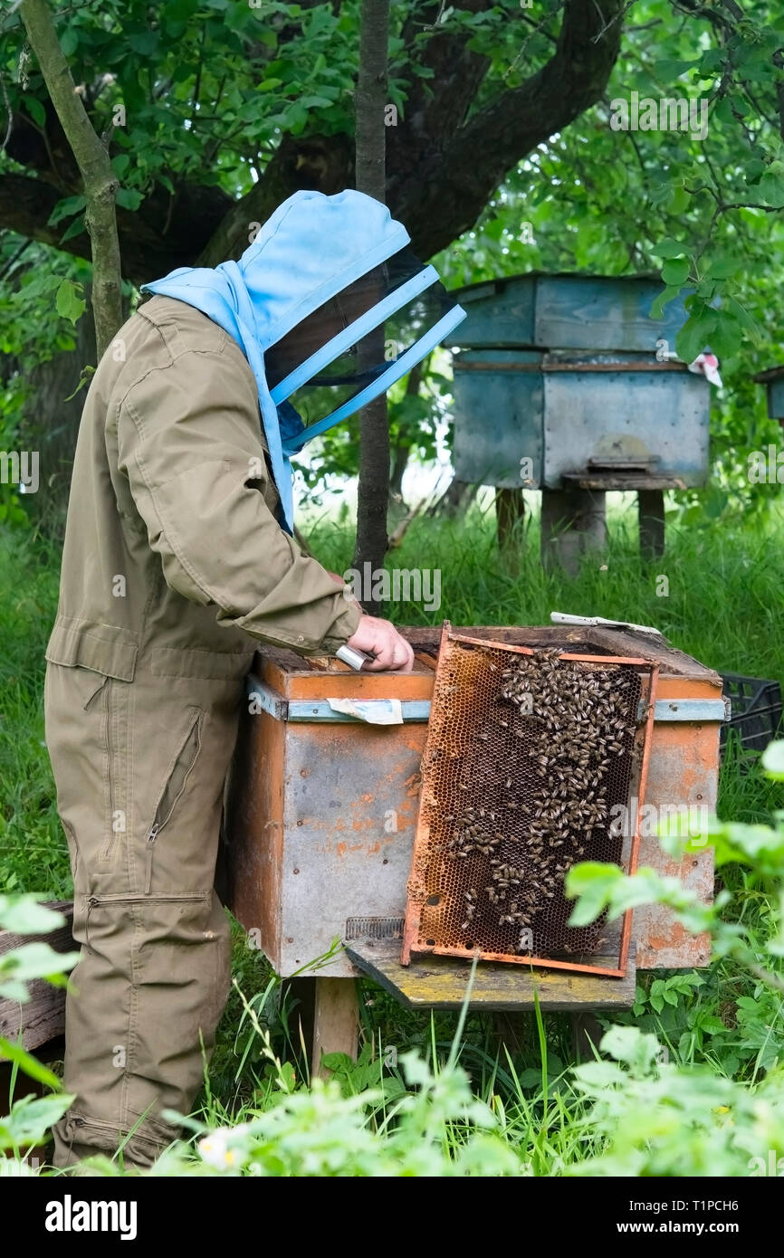 Imker arbeiten sammeln Honig. Imkerei Konzept Stockfoto