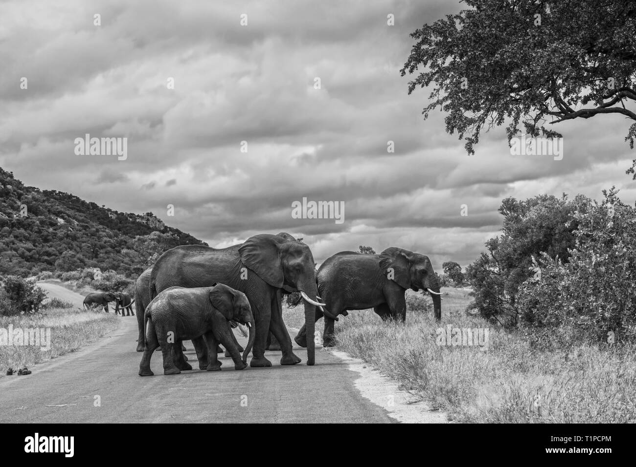 Afrikanischen Busch Elefant kleine Herde über die Straße in den Krüger National Park, Südafrika; Specie Loxodonta africana Familie der Elephantidae Stockfoto