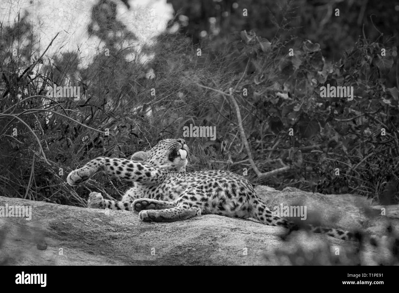 Leopard Pflege und Lecken im Krüger Nationalpark, Südafrika; Specie Panthera pardus Familie der Felidae Stockfoto