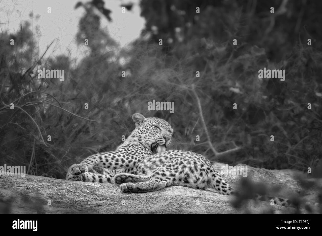 Leopard Pflege und Lecken im Krüger Nationalpark, Südafrika; Specie Panthera pardus Familie der Felidae Stockfoto