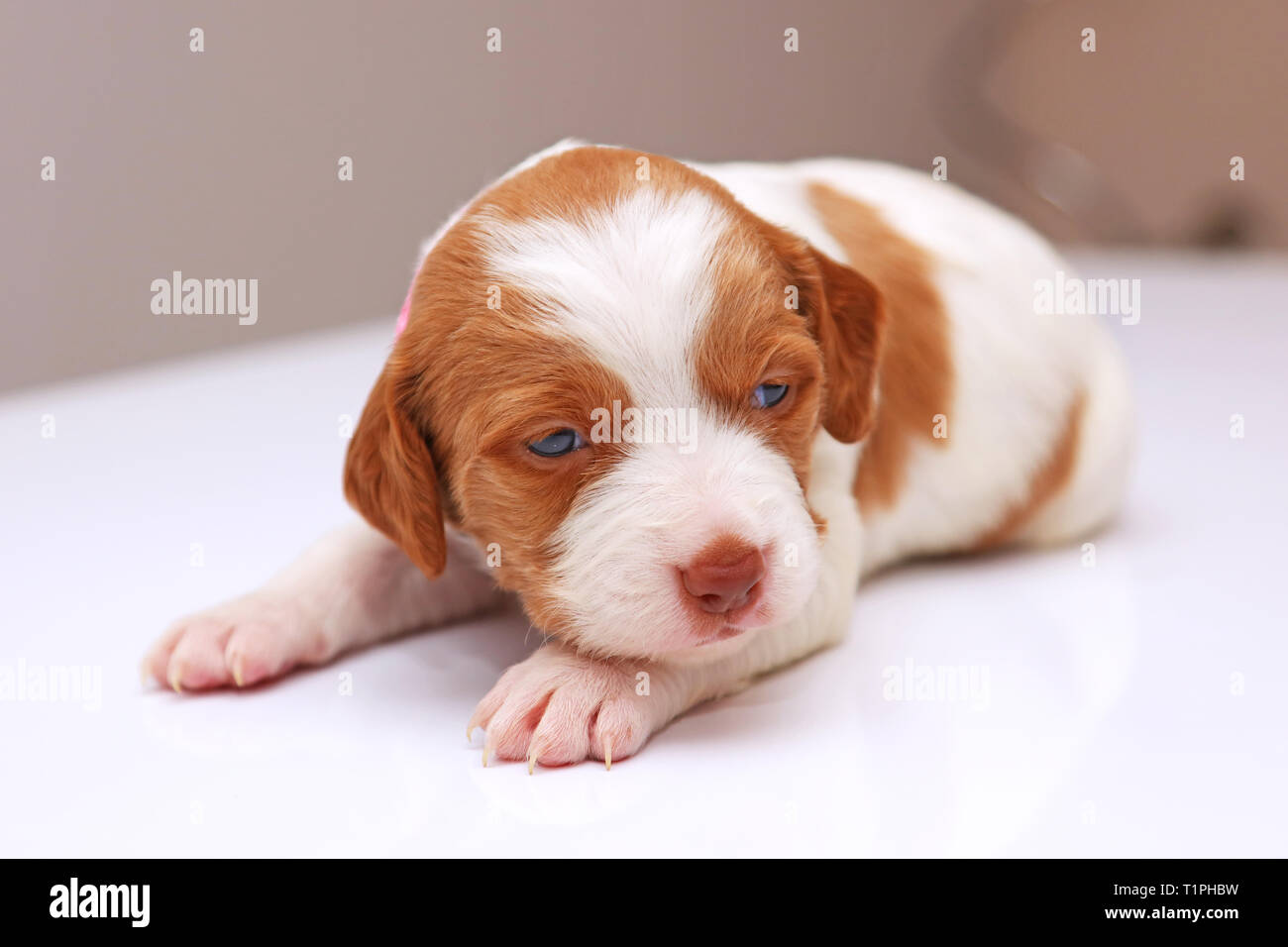 Brittany Spaniel Welpen Auf Weissem Hintergrund Stockfotografie Alamy