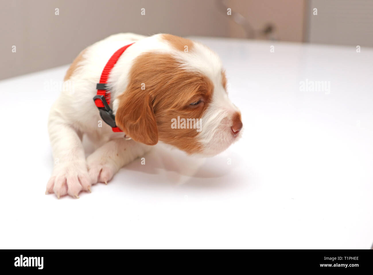 Brittany Spaniel Welpen auf weißem Hintergrund Stockfoto