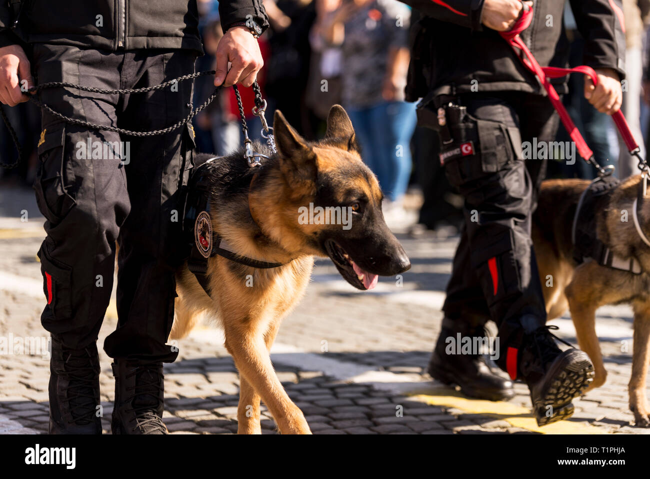 K9 Polizei Hund wandern mit polizeilich überwacht. Stockfoto