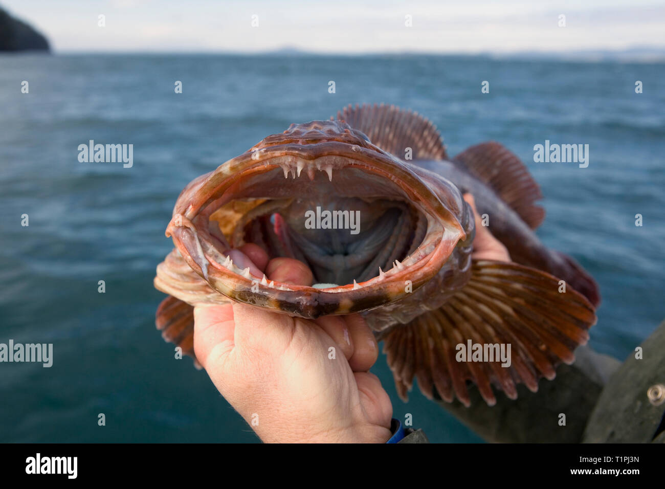 WA 05415-00 ... WASHINGTON - gabelflüge von Ling cod. Stockfoto