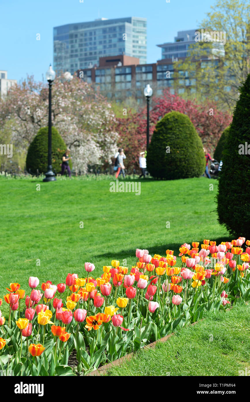 Bunte Tulpen und Baum Blumen in Boston Public Garden. Federweg Hintergrund Stockfoto