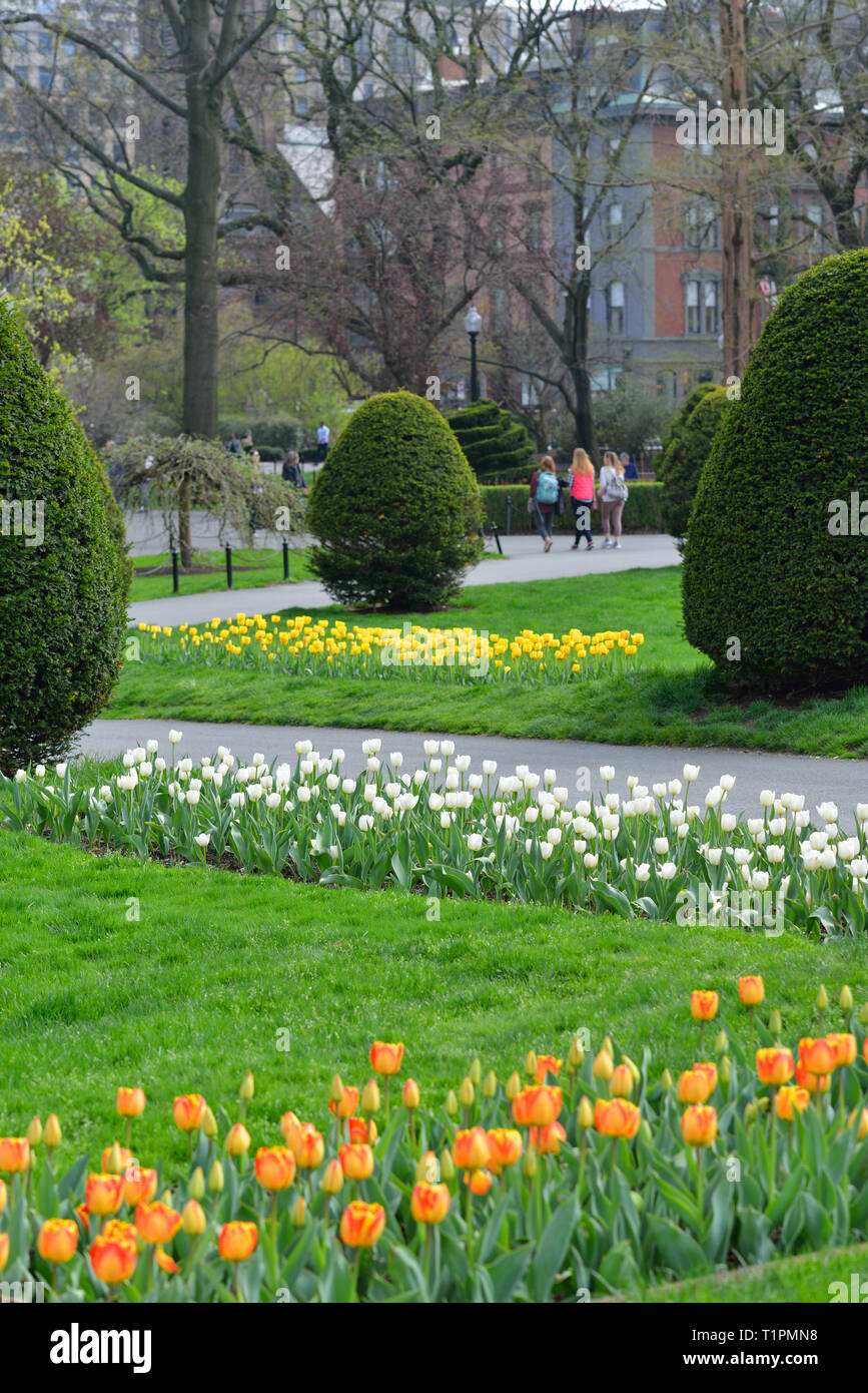 Orange, Weiß und Gelb Zeilen der Tulpen umrandete die Wanderwege von Boston Public Garden Stockfoto