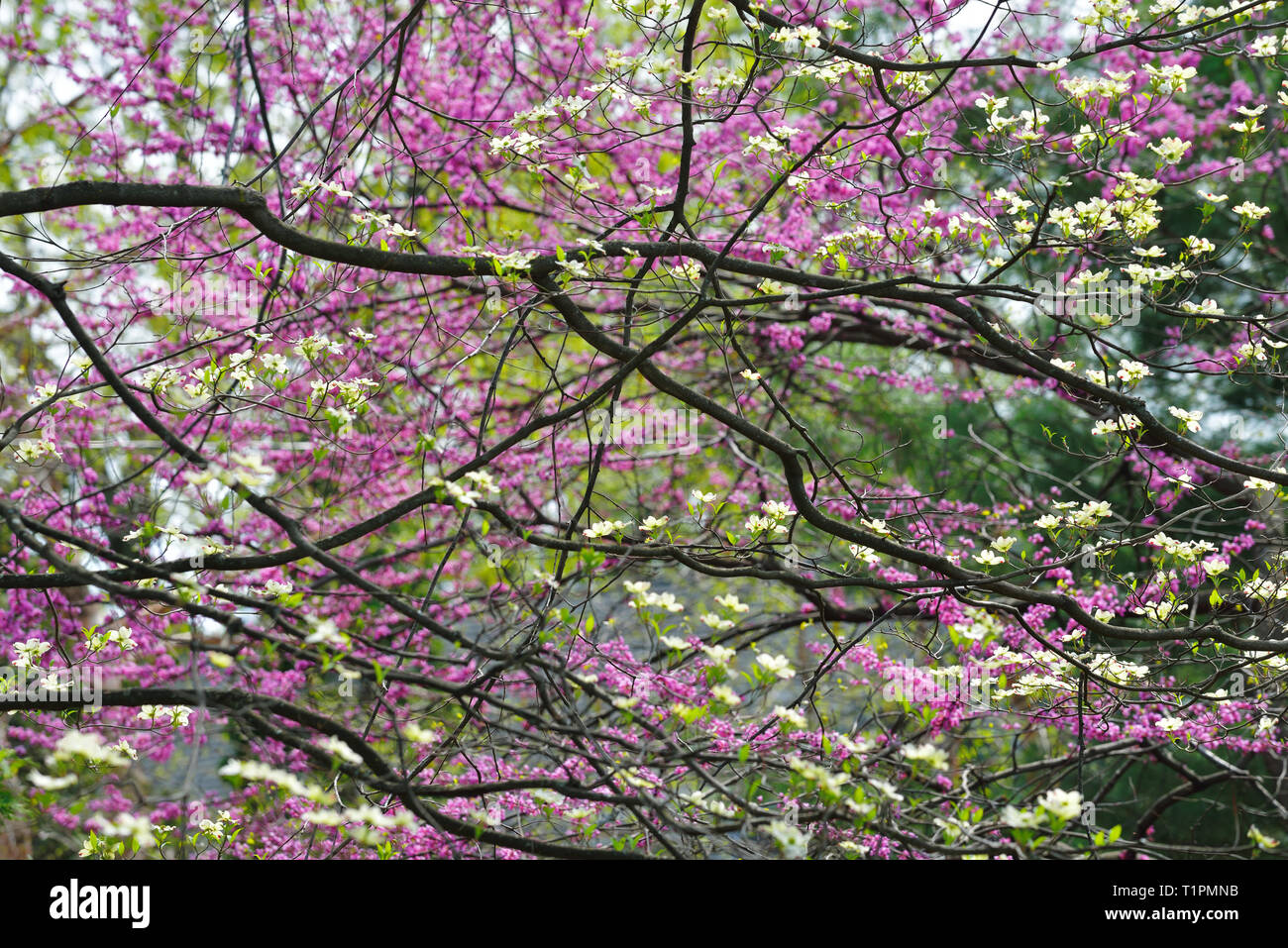 Blühende Hartriegel und Redbud Baum Blumen Stockfoto