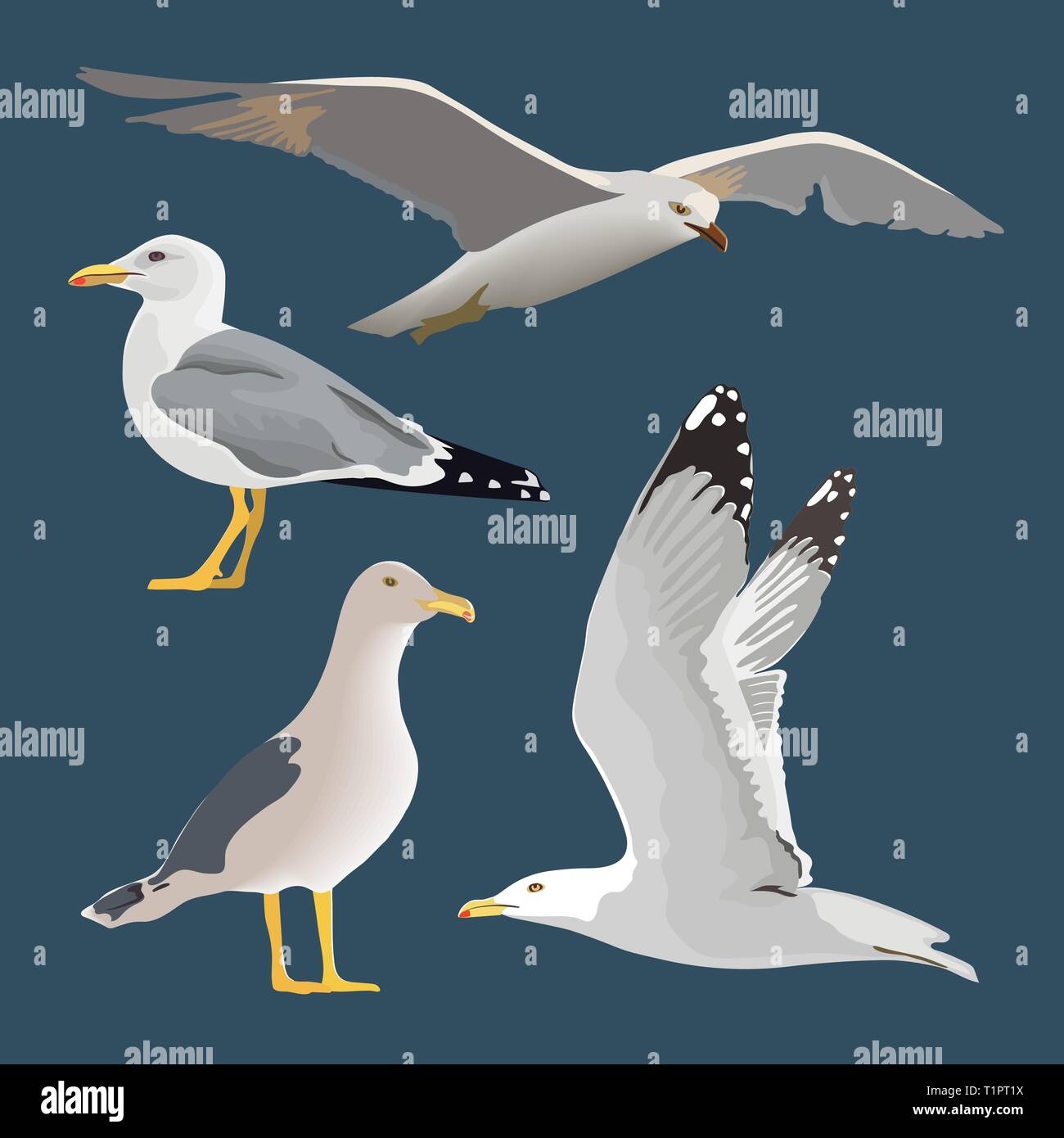 Satz von 4 Möwen. Schweben, Segelfliegen, stehend, mit eingeklappten Flügeln, Ausruhen, neugierig. Flying Mew. langen Hals, weiße Federn, Stock Vektor