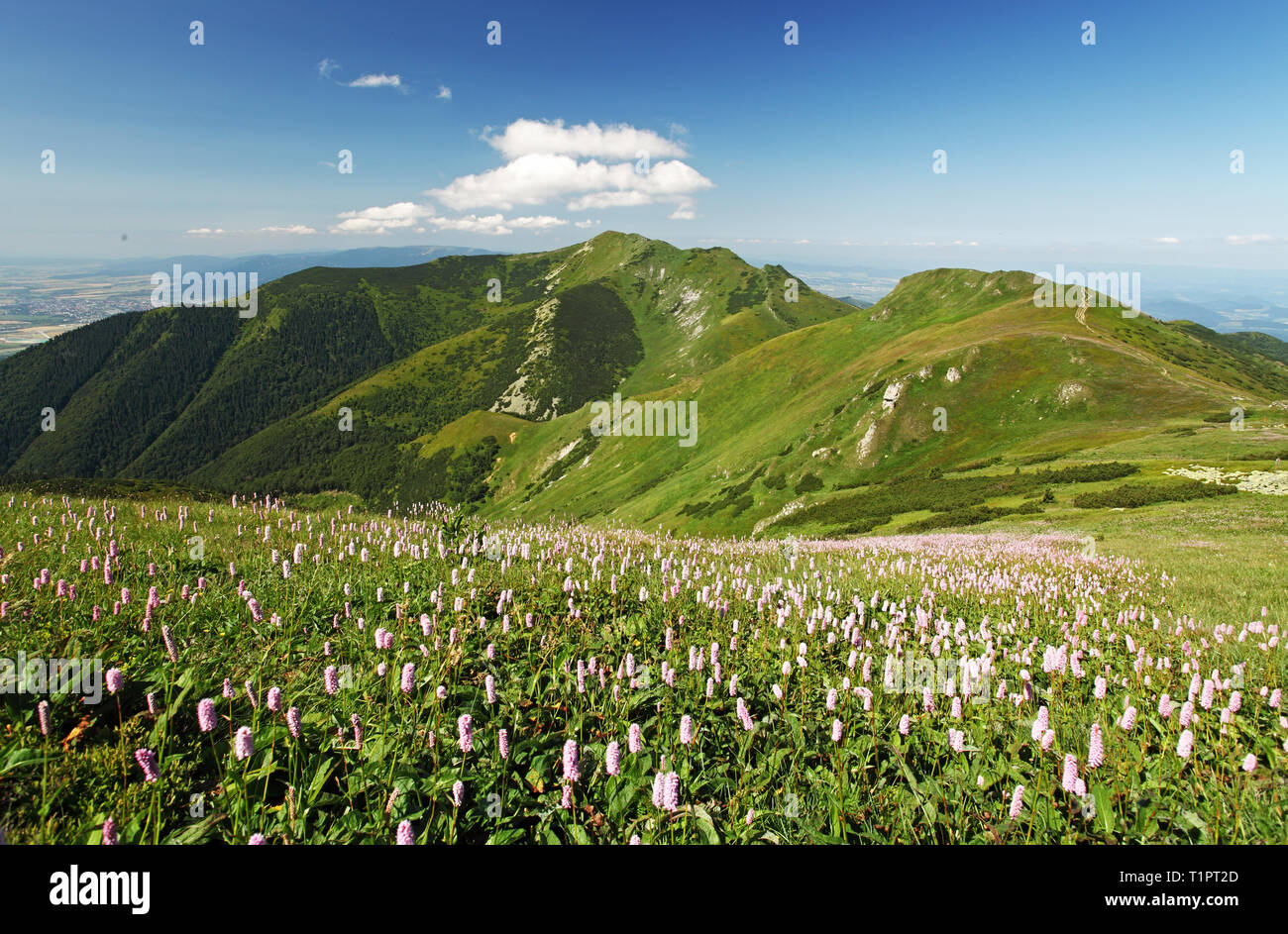 Green Mountain mit wild wachsenden Blumen wiese - Mala Fatra Stockfoto