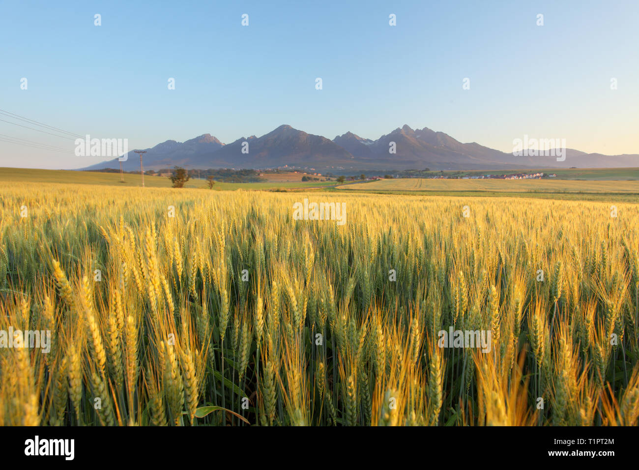 Weizenfeld mit Pfad unter Tatra Stockfoto