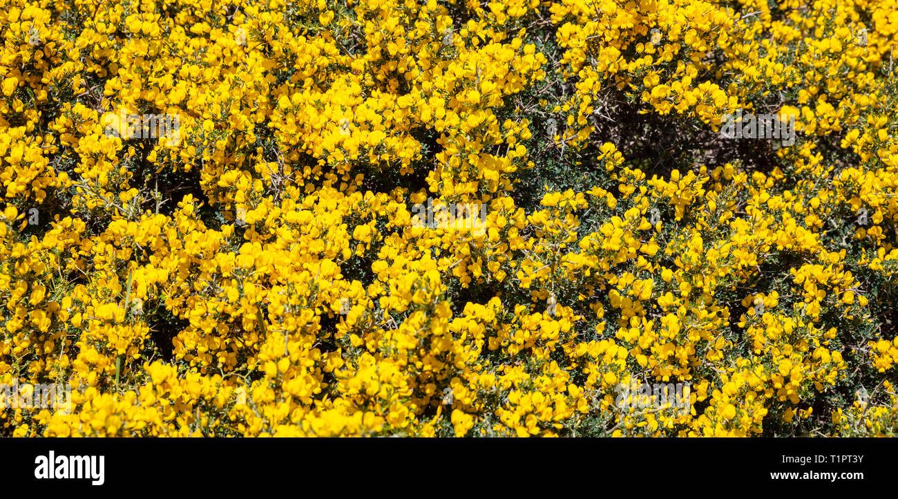 Frühling, Ostern, Griechenland, Insel der Kykladen. Wilden Busch mit gelben Blumen Textur Hintergrund, Stockfoto