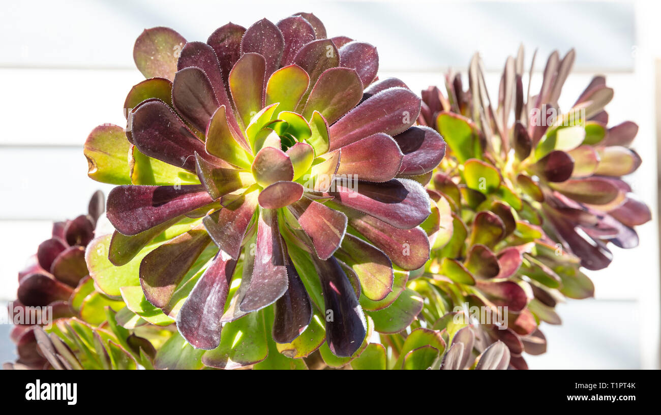 Lila blatt saftig Fotos und Bildmaterial in hoher Auflösung Alamy