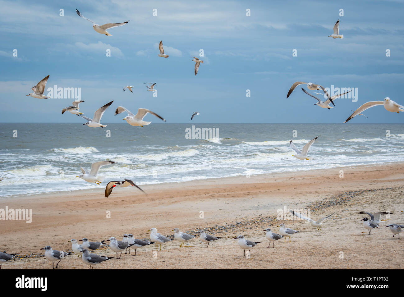 Schwarm Vögel entlang der Küste von Amelia Island, Florida fliegen Stockfoto