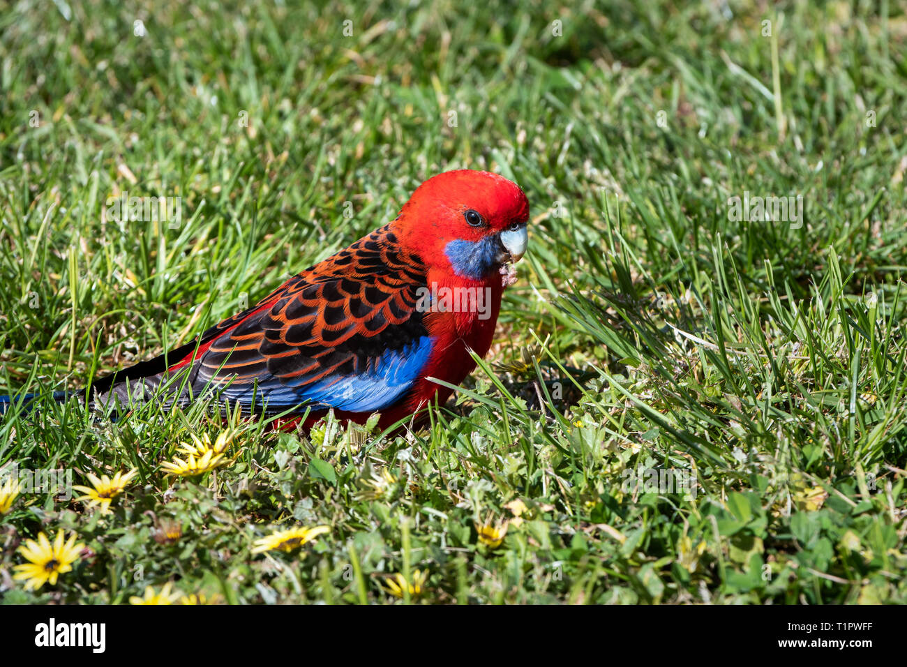 Farbenprächtige Crimson Rosella Fütterung auf den Boden. Stockfoto