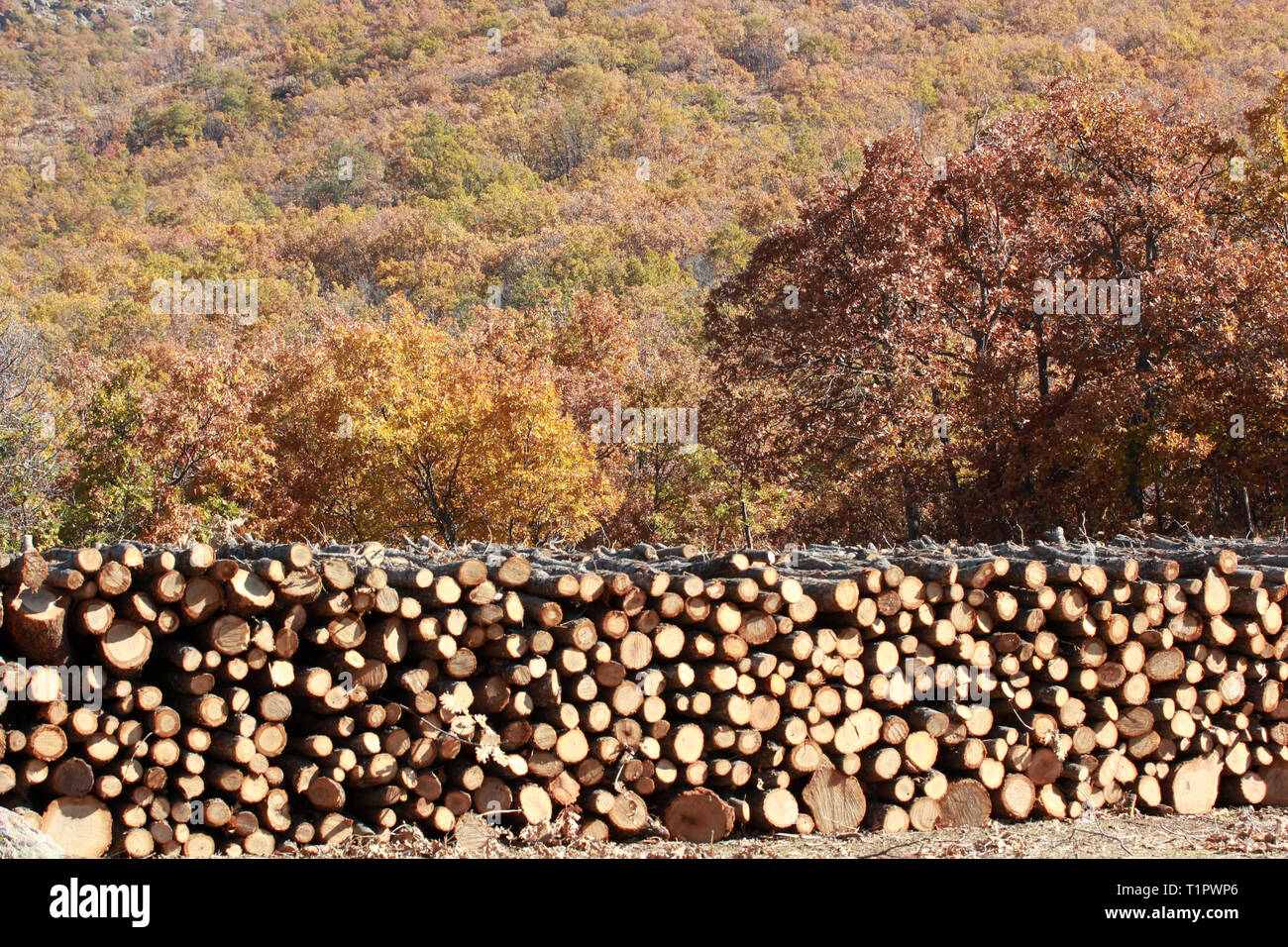 Pfähle aus Holz Stockfoto