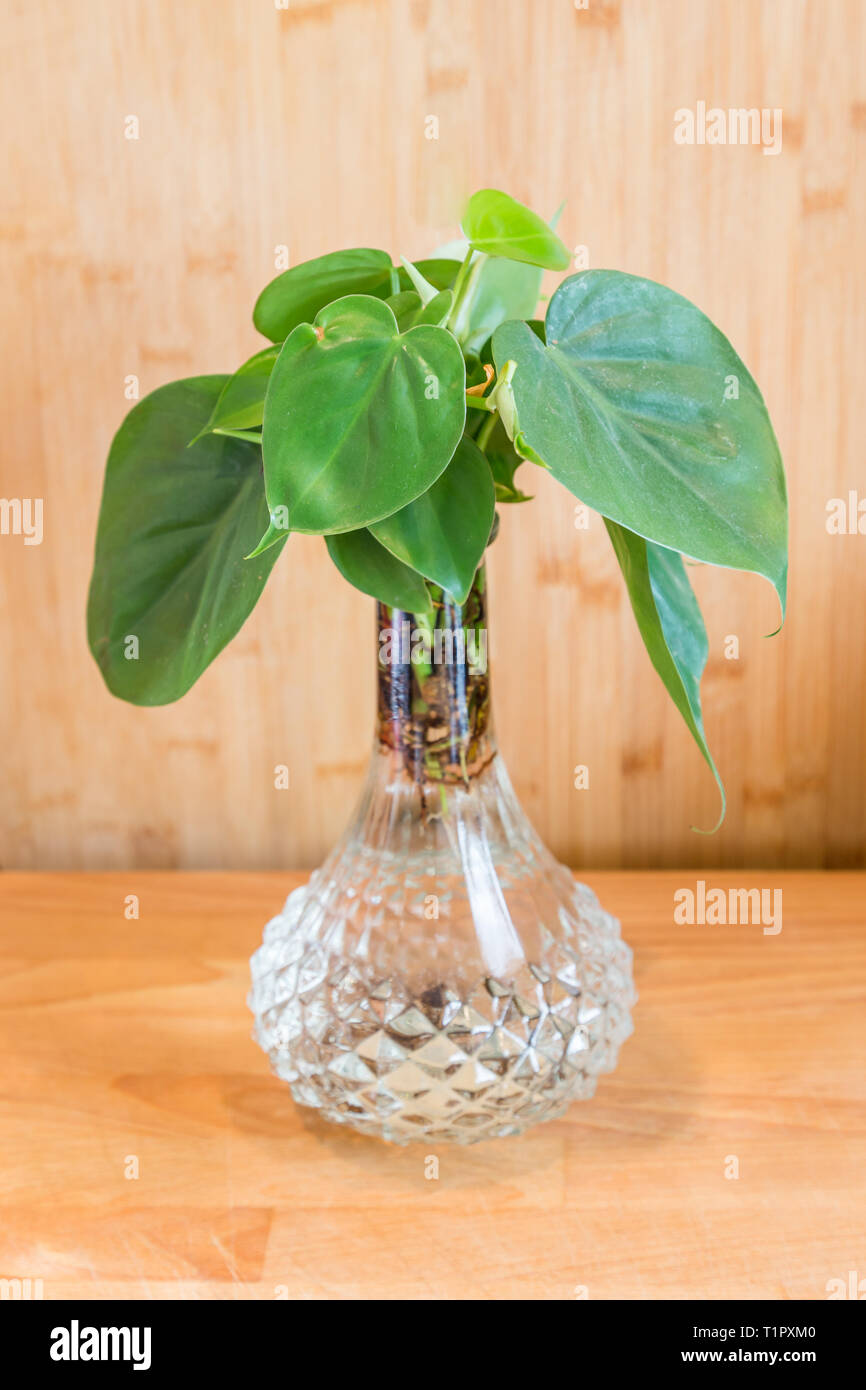 Grünes Wasser Pflanze in einem Kristall Vase mit einem hölzernen Hintergrund Stockfoto