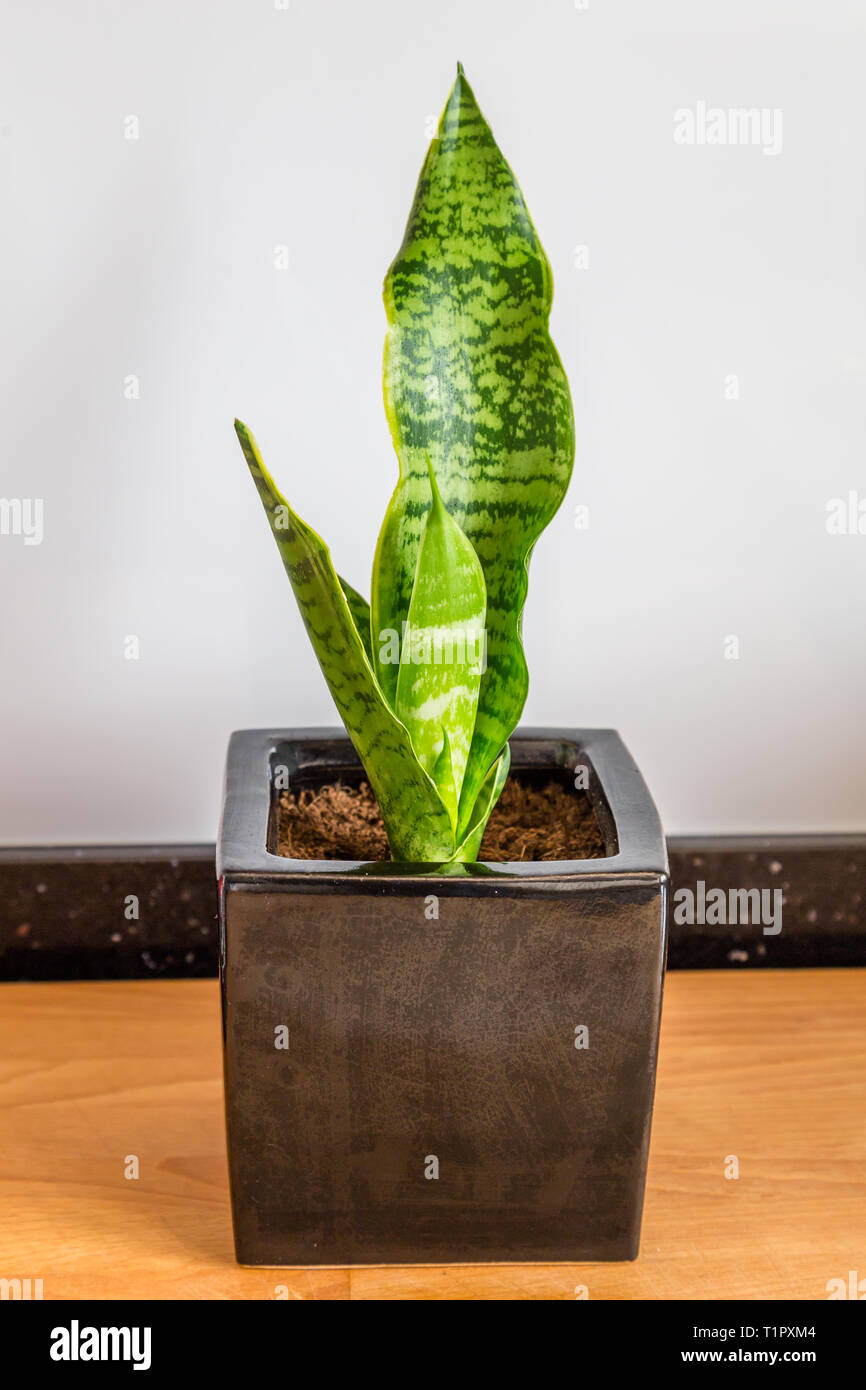 Sansevieria trifasciata oder Schlange Werk in schwarzen Topf auf einem hölzernen Hintergrund Stockfoto