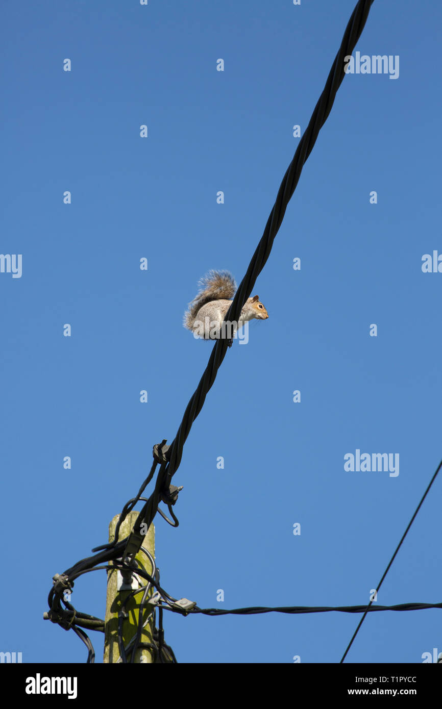 Ein graues Eichhörnchen, Sciurus carolinensis, sitzen auf einem Telefon mit Draht an einem sonnigen Tag in der Nähe von Ende März 2019. Das Grauhörnchen eingeführt wurde. Stockfoto