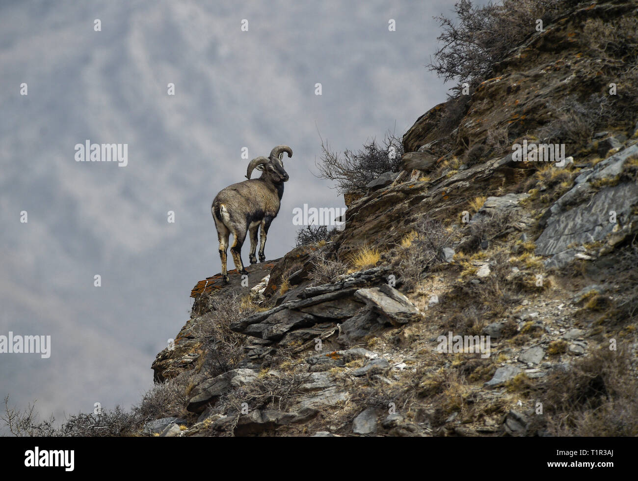 Peking, China. 27 Mär, 2019. Eine blaue Schafe steht in der Nähe einer Klippe im Helan Mountain im Nordwesten Chinas autonomen Region Ningxia Hui, 27. März 2019. Blaue Schafe sind ein National geschützten Arten und eine Art Bedrohte Tierwelt in China. Credit: Feng Kaihua/Xinhua/Alamy leben Nachrichten Stockfoto