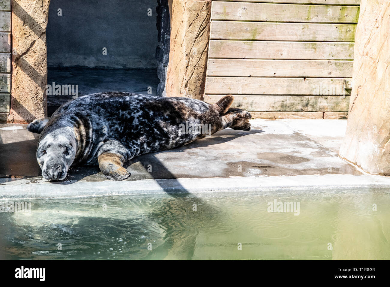 Cornish Seal Sanctuary, Gweek, Cornwall, UK. 28. März, 2019. Grau Dichtung Stevie betroffen durch die Unsicherheit um Brexit gerettet. Steve lieben die kornische Sonnenschein Stevie's Pool Sanierung im Begriff war, um bis 6 Wochen dauern, und ist bereit, am 28. März zu sein, weil niemand bereit war, nehmen die Chancen Stevie später als die geplante Brexit herrschenden Datum zu bewegen! Wenn der Pool nicht vor dem Brexit Datum bereit ist, gibt es viele Probleme, die bedeuten würde, Stevie wäre nicht in der Lage, zurück zu seinem Haus in Belgien zurück. Credit: Kathleen Credit: Kathleen weiß/Alamy leben Nachrichten Stockfoto