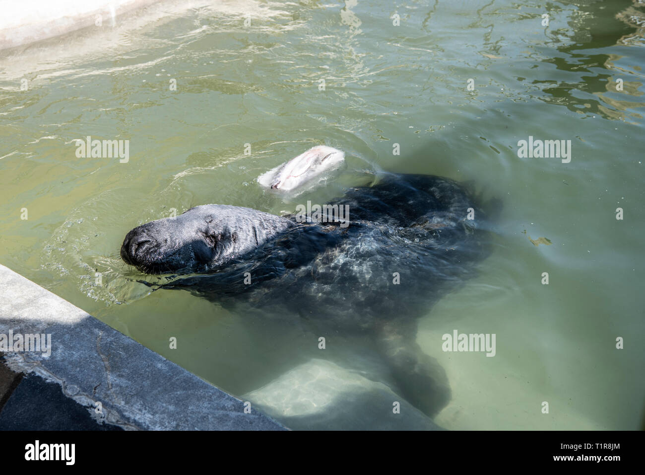 Cornish Seal Sanctuary, Gweek, Cornwall, UK. 28. März, 2019. Grau Dichtung Stevie betroffen durch die Unsicherheit um Brexit gerettet. Steve mit Eis zu kühlen Stevie's Pool Sanierung um bis 6 Wochen dauern, und ist bereit, am 28. März zu sein, weil niemand bereit war, nehmen die Chancen Stevie später als die geplante Brexit herrschenden Datum zu bewegen! Wenn der Pool nicht vor dem Brexit Datum bereit ist, gibt es viele Probleme, die bedeuten würde, Stevie wäre nicht in der Lage, zurück zu seinem Haus in Belgien zurück. Credit: Kathleen weiß/Alamy leben Nachrichten Stockfoto